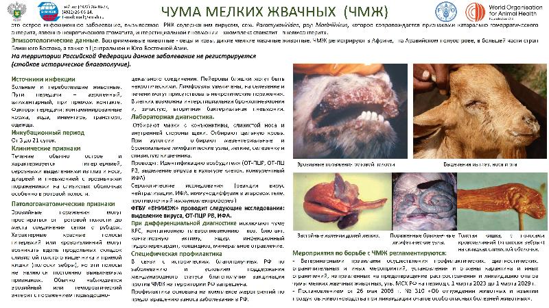          «МЕРОПРИЯТИЯ ПО ПРОФИЛАКТИКЕ ЧУМЫ МЕЛКИХ ЖВАЧНЫХ ЖИВОТНЫХ»