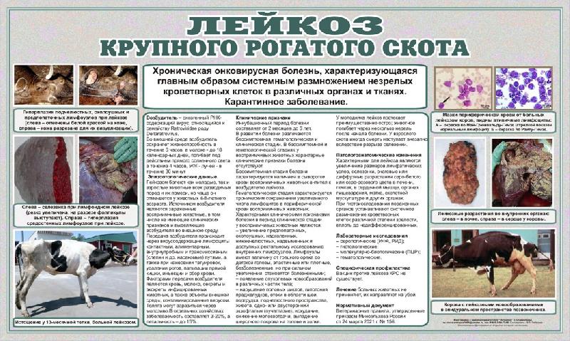 Лейкоз крупного рогатого скота