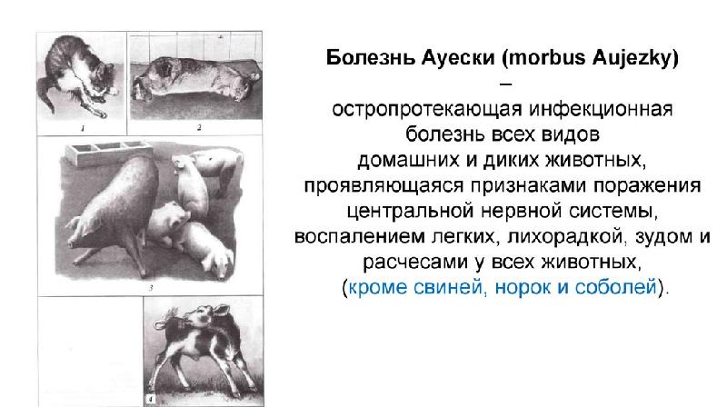 Болезнь Ауески (morbus Aujjezky)