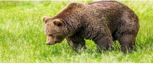 Осторожно медведь!