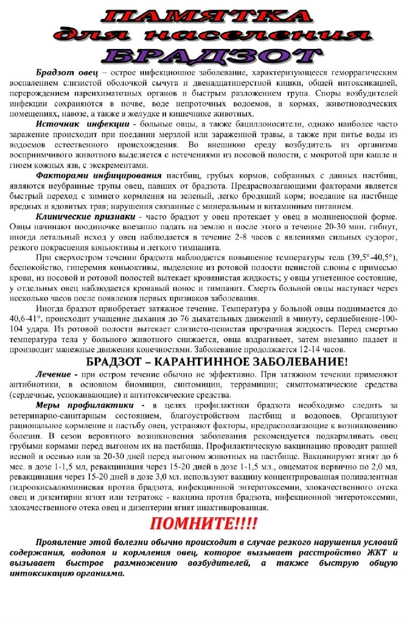 Брадзот