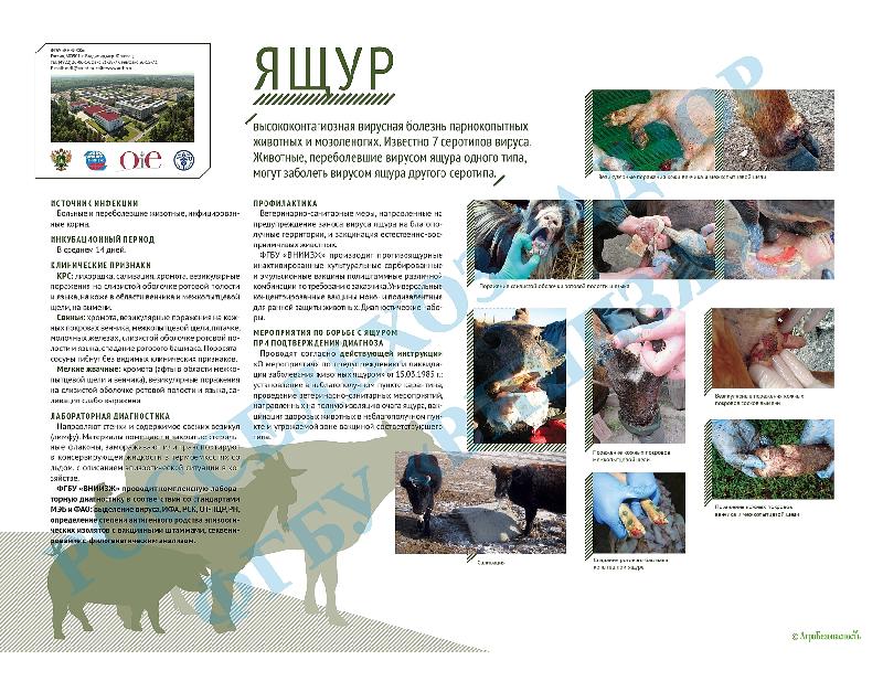 Ящур высококонгиозная вирусная болезнь парнокопытных животных и мозоленогих.