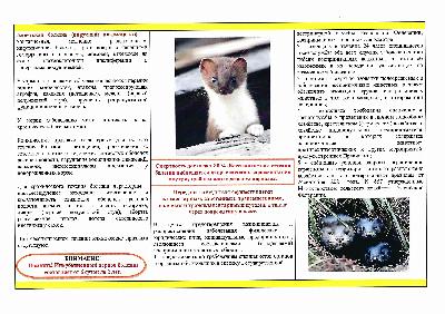 Алеутская болезнь норок